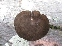 Polyporus brumalis image