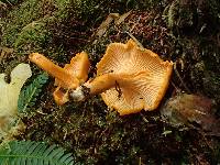 Cantharellus formosus image