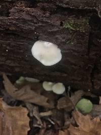 Crepidotus applanatus image