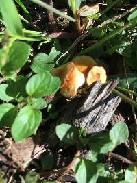 Conocybe rugosa image