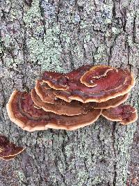 Ganoderma sessile image