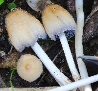 Coprinellus saccharinus image