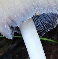 Coprinellus saccharinus image