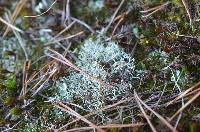 Cladonia subtenuis image