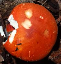 Leucopaxillus gracillimus image