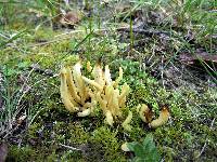 Clavaria flavipes image