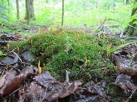 Clavulinopsis laeticolor image