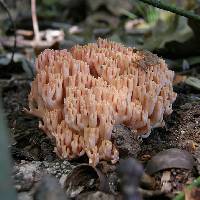 Ramaria formosa image