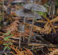Parasola auricoma image