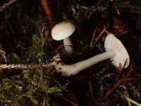 Tricholoma inamoenum image