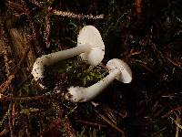 Tricholoma inamoenum image