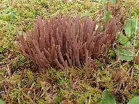 Alloclavaria purpurea image