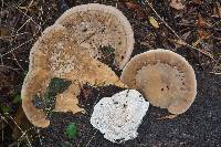 Trametes cubensis image