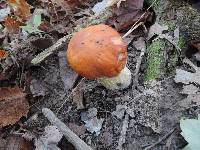 Boletus chippewaensis image