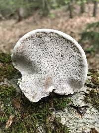 Fomes excavatus image