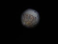 Scutellinia olivascens image