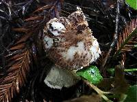 Tricholoma vaccinum image