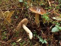 Cortinarius seidliae image