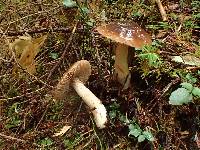 Cortinarius seidliae image