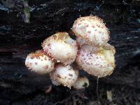 Pholiota squarrosoides image