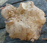 Hydnum subolympicum image