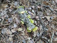 Trametes hirsuta image