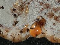 Ganoderma sessile image