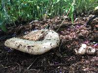 Lactarius resimus image