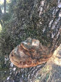 Phellinus everhartii image