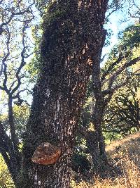 Phellinus everhartii image