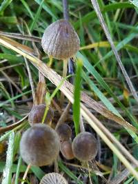 Mycena olivaceomarginata image