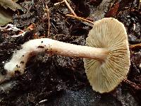 Inocybe flocculosa image