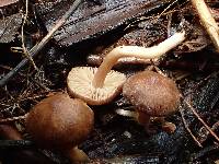 Inocybe obscurobadia image