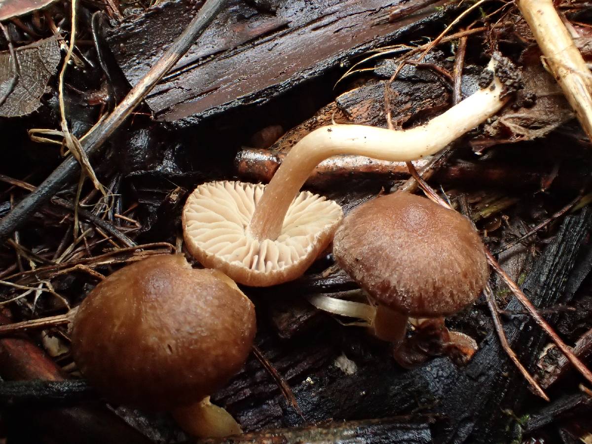 Inocybe obscurobadia image