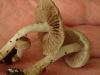 Inocybe phaeodisca image