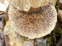 Trametes pubescens image