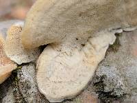 Trametes pubescens image