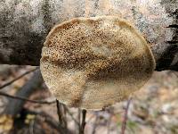Trametes pubescens image