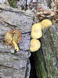 Tricholomopsis sulphureoides image