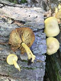 Tricholomopsis sulphureoides image