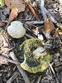 Boletus pallidus image