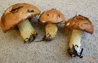 Suillus weaverae image