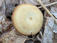 Polyporus brumalis image