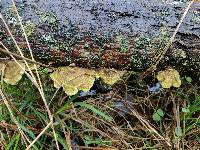 Trametes hirsuta image