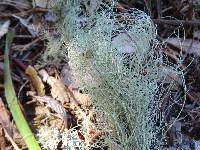 Usnea filipendula image