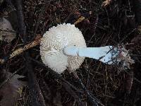 Leucoagaricus carneifolius image