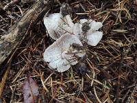 Tricholoma scalpturatum image