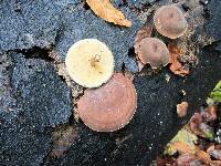 Polyporus brumalis image