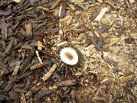 Phallus ravenelii image