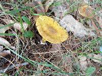 Suillus subaureus image